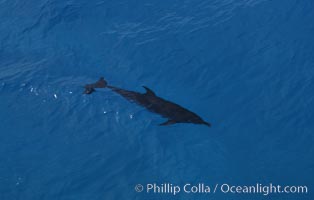 Atlantic spotted dolphin, Stenella frontalis