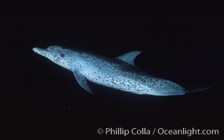 Atlantic spotted dolphin, Stenella frontalis