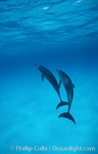 Atlantic spotted dolphin, Stenella frontalis