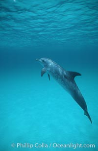 Atlantic spotted dolphin, Stenella frontalis