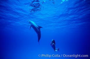 Atlantic spotted dolphin, Olympic swimmer Mikako Kotani, Stenella frontalis