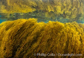 Stephanocystis dioica kelp algae on a shallow rocky reef, reflected underneath the surface of the ocean.
