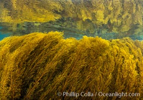 Stephanocystis dioica kelp algae on a shallow rocky reef, reflected underneath the surface of the ocean, Stephanocystis dioica, San Clemente Island