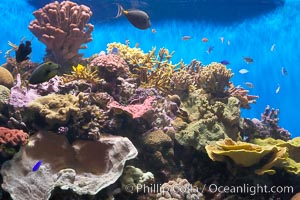 A tropical reef fish tank in the Stephen Birch Aquarium at the Scripps Institution of Oceanography.  Built in 1992, the Birch Aquarium has over 60 tanks including a 70000 gallon kelp forest tank and 13000 gallon shark exhibit, La Jolla, California