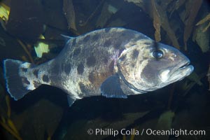 Black seabass (giant black sea bass), juvenile, Stereolepis gigas