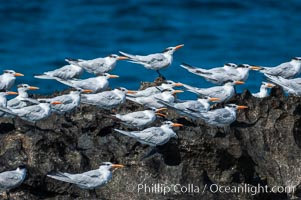 Royal terns, Sterna maxima, Great Isaac Island