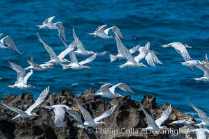 Royal terns, Sterna maxima, Thalasseus maximus, Great Isaac Island