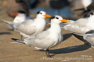 Royal tern, winter adult phase, Sterna maxima, Thalasseus maximus, La Jolla, California