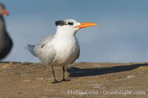 Royal tern, winter adult phase, Sterna maxima, La Jolla, California