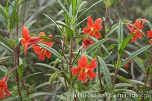 Sticky-leaf monkeyflower, or sticky monkeyflower, Mimulus aurantiacus, San Elijo Lagoon, Encinitas, California