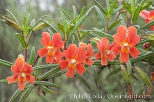 Sticky-leaf monkeyflower, or sticky monkeyflower, Mimulus aurantiacus, San Elijo Lagoon, Encinitas, California