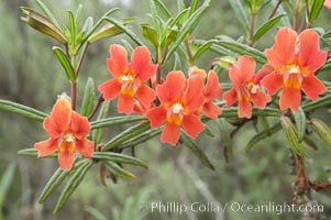 Sticky-leaf monkeyflower, or sticky monkeyflower, Mimulus aurantiacus, San Elijo Lagoon, Encinitas, California