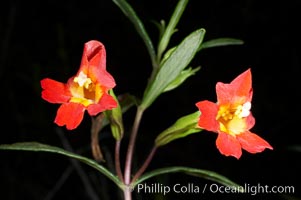 Sticky-leaf monkeyflower, or sticky monkeyflower, Mimulus aurantiacus, San Elijo Lagoon, Encinitas, California