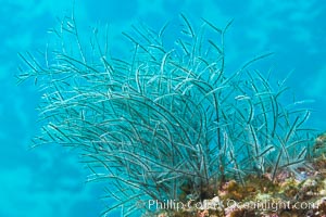 Stinging hydroids, Sea of Cortez, Isla Las Animas, Baja California, Mexico