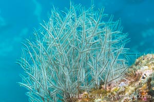 Stinging hydroids, Sea of Cortez, Isla Las Animas, Baja California, Mexico