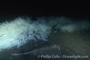 Stingray and squid eggs casings, La Jolla, California