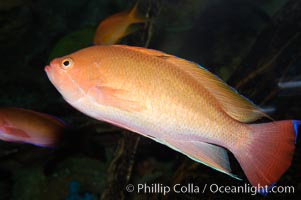 Stocky anthias, male coloration, Pseudanthias hypselosoma