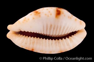 Stolid Cowrie, Cypraea stolida