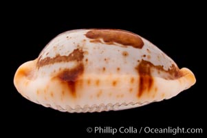 Stolid Cowrie, Cypraea stolida