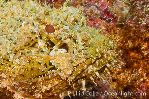 Stone scorpionfish, Sea of Cortez, Baja California, Mexico, Scorpaena mystes