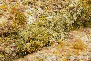 Stone scorpionfish, Sea of Cortez, Baja California, Mexico, Scorpaena mystes