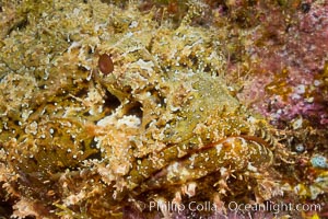 Stone scorpionfish, Sea of Cortez, Baja California, Mexico, Scorpaena mystes