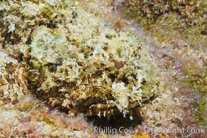 Stone scorpionfish, Sea of Cortez, Baja California, Mexico, Scorpaena mystes