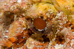 Stone Scorpionfish Eye Detail, Punta Alta, Baja California, Mexico