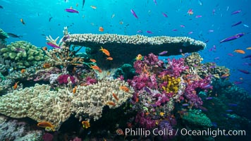 Various stony and soft corals on pristine tropical reef. Table coral competes for space on the coral reef by growing above and spreading over other coral species keeping them from receiving sunlight.