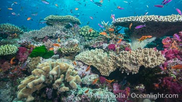 Various stony and soft corals on pristine tropical reef. Table coral competes for space on the coral reef by growing above and spreading over other coral species keeping them from receiving sunlight, Pseudanthias, Namena Marine Reserve, Namena Island, Fiji