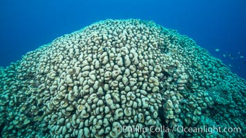 Stony hard corals on pristine Fijian coral reef, Nigali Passage, Gau Island, Lomaiviti Archipelago