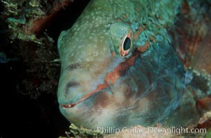 Stoplight parrotfish, female night coloration, Sparisoma viride, Roatan