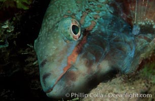 Stoplight parrotfish, female night coloration, Sparisoma viride, Roatan