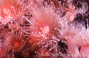 Strawberry anemone (club-tipped anemone, more correctly a corallimorph). Scripps Canyon, La Jolla, California, USA, Corynactis californica, natural history stock photograph, photo id 00575