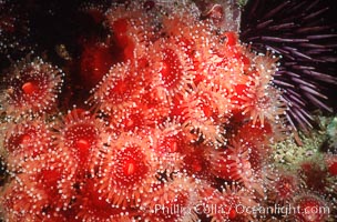 Strawberry anemone (club-tipped anemone, more correctly a corallimorph). Scripps Canyon, La Jolla, California, USA, Corynactis californica, natural history stock photograph, photo id 00577
