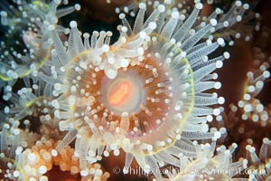 Polyp of a strawberry anemone (club-tipped anemone, more correctly a corallimorph). Scripps Canyon, La Jolla, California, USA, Corynactis californica, natural history stock photograph, photo id 00597