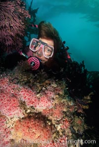 Anemone cluster and diver, Corynactis californica, Santa Cruz Island