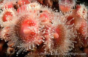 Strawberry anemones (club-tipped anemones, more correctly corallimorphs). Scripps Canyon, La Jolla, California, USA, Corynactis californica, natural history stock photograph, photo id 02487