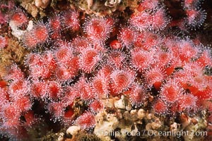 Strawberry anemones (club-tipped anemones or corallimorphs), Corynactis californica, Scripps Canyon, La Jolla, California