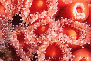Polyps, strawberry anemone (club-tipped anemone, more correctly a corallimorph), Corynactis californica, Scripps Canyon, La Jolla, California