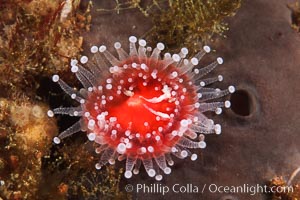 Polyp, strawberry anemone (club-tipped anemone, more correctly a corallimorph), Corynactis californica, Scripps Canyon, La Jolla, California