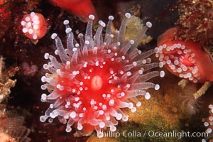 Polyp, strawberry anemone (club-tipped anemone, more correctly a corallimorph), Corynactis californica, Scripps Canyon, La Jolla, California