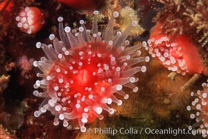 Polyp, strawberry anemone (club-tipped anemone, more correctly a corallimorph), Corynactis californica, Scripps Canyon, La Jolla, California