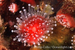 Polyp, strawberry anemone (club-tipped anemone, more correctly a corallimorph), Corynactis californica, Scripps Canyon, La Jolla, California