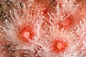 Strawberry anemone (club-tipped anemone, more correctly a corallimorph). Scripps Canyon, La Jolla, California, USA, Corynactis californica, natural history stock photograph, photo id 05305