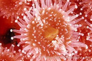 Strawberry anemone (club-tipped anemone, more correctly a corallimorph), Corynactis californica, Scripps Canyon, La Jolla, California