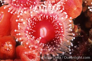 Strawberry anemone (club-tipped anemone, more correctly a corallimorph), Corynactis californica, Scripps Canyon, La Jolla, California