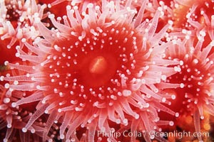 Strawberry anemone (club-tipped anemone, more correctly a corallimorph), Corynactis californica, Scripps Canyon, La Jolla, California