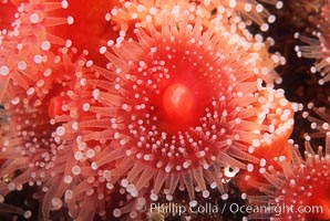 Strawberry anemone (club-tipped anemone, more correctly a corallimorph), Corynactis californica, Scripps Canyon, La Jolla, California