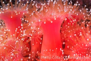 Strawberry anemone (club-tipped anemone, more correctly a corallimorph). Scripps Canyon, La Jolla, California, USA, Corynactis californica, natural history stock photograph, photo id 05322